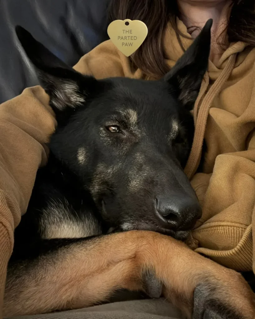 Dog with a Parted Paw tag