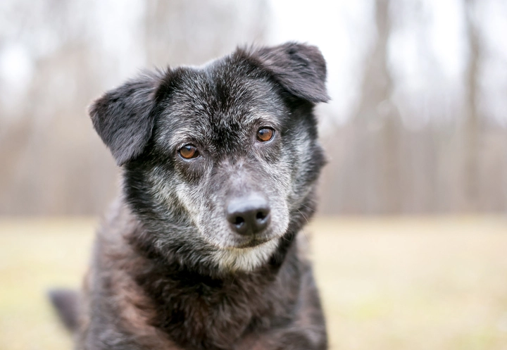 Preparing for Your Senior Pet’s Later Years: Planning Ahead Thoughtfully