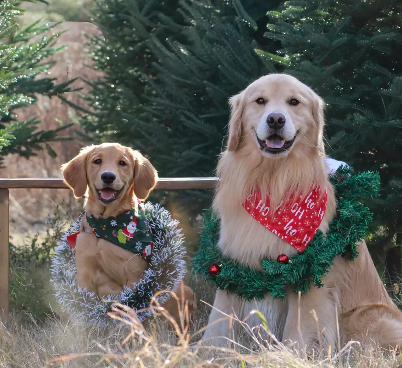 Safe Holiday Gifts for Pets: A Complete Guide for Pet Parents